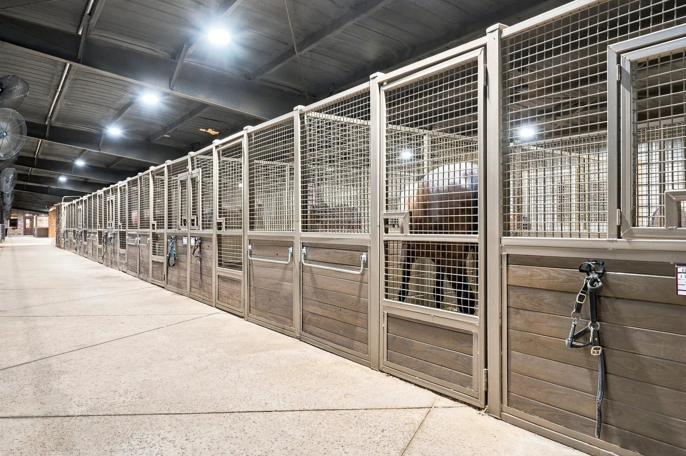 A long row of mesh-fronted stalls, with a bay horse standing in one and a halter hung on the stall front beside it.